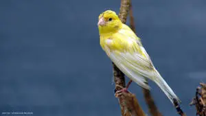 Yellow White Canary Bird